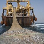 L’arrêté officiel portant dégel partiel des licences de pêche démersale côtière
