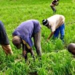 Modernisation agricole : Un plan de mécanisation en marche pour soutenir l&rsquo;autosuffisance alimentaire au Sénégal